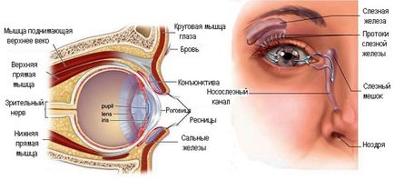 Ochii glandelor lacmiare - structura și funcția, diagnosticul și boala - site - Moscova