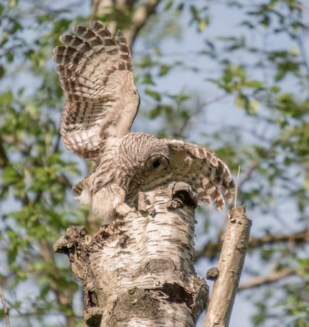 Puteți găsi în această fotografie o bufniță