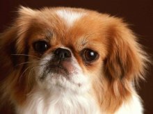 Собаки породи карликовий королівський пекінес опис з фото