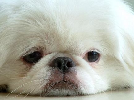 Собаки породи карликовий королівський пекінес опис з фото