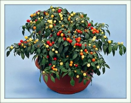 Solanum (solanum)