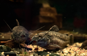 Caracteristicile Soma-tarakatumy ale conținutului, reproducerii, compatibilității cu alte pești, alimentație și
