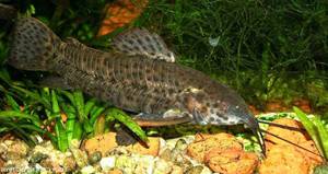 Caracteristicile Soma-tarakatumy ale conținutului, reproducerii, compatibilității cu alte pești, alimentație și