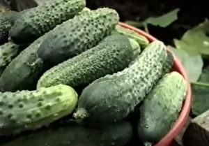 Fajták üvegház uborka polikorbonata (uborka hibrid fajták) Fajták az üvegházhatást okozó uborka polikorbonata