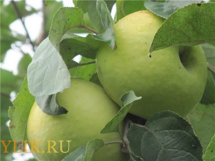Apple antonovka de plantare și de îngrijire, descriere, foto și video de revizuire