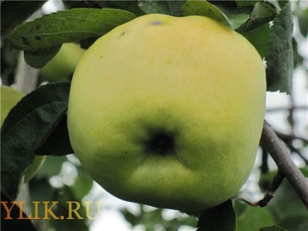 Apple antonovka de plantare și de îngrijire, descriere, foto și video de revizuire