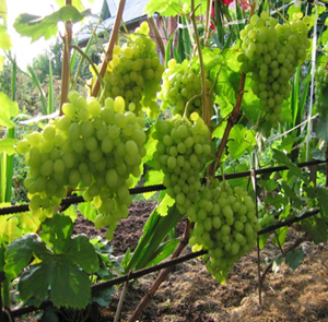 A szomszédok lehet ültetni közelében a szőlő