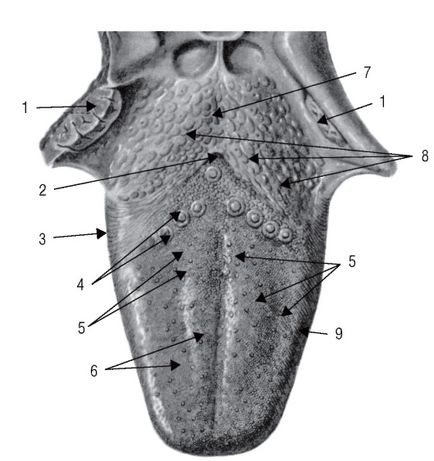 Papilele limbii