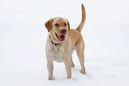 Sfaturi pentru liniștirea Labradorilor hiperactivi, Labrador
