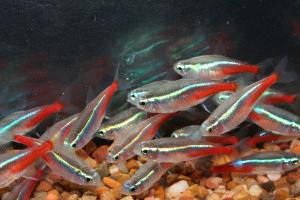 Сумісність барбусів з іншими рибами в акваріумі