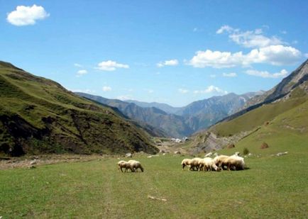 Kultúra létrehozása hegyi legelők juhok a tapasztalat Kirgizisztán