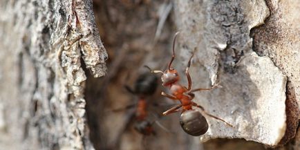 Mijloace de la furnici pe copaci decât de a prelucra arbori din furnici