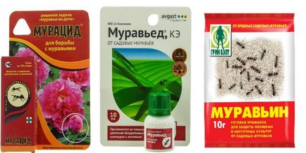 Remedy a hangyák a fák, mint feldolgozni a fák a hangyák (fák) Remedy a hangyák a fák, mint feldolgozni a fák ellen hangyák