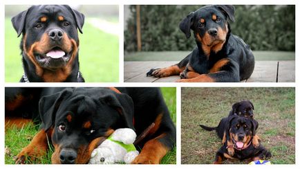 Standard de rasa de câini Rottweiler hrăniți și îngrijiți