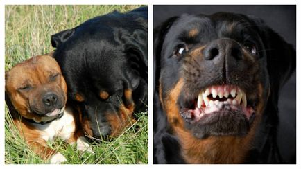 Standard de rasa de câini Rottweiler hrăniți și îngrijiți