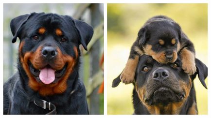 Standard de rasa de câini Rottweiler hrăniți și îngrijiți