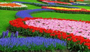Країна мільйона тюльпанів, нідерланди, тураманія