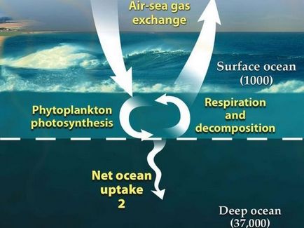 Fapte ciudate legate de adâncurile oceanului