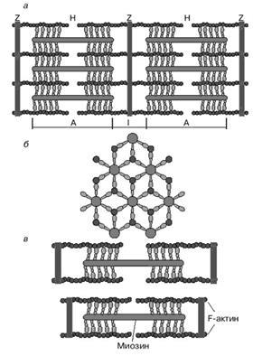 Structura fibrei musculare