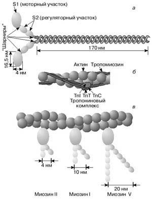 Structura fibrei musculare