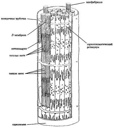 Structura fibrei musculare