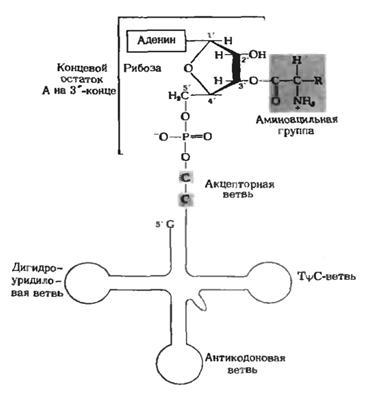 Structura și funcțiile acizilor ribonucleici - stadopedia