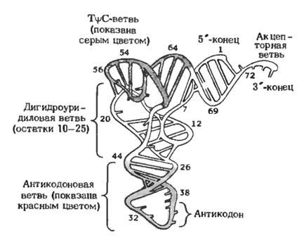 Structura și funcțiile acizilor ribonucleici - stadopedia