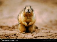 Marmote, marmote (gri marmota), marmot gri, marmot, marmot gri, marmota gri,