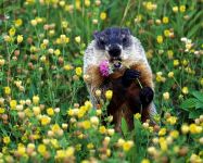 Woodchucks, woodchucks (marmota) szürke altaji mormota, mormota, hétköznapi mormota, deres mormota,