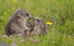 Woodchucks, woodchucks (marmota) szürke altaji mormota, mormota, hétköznapi mormota, deres mormota,