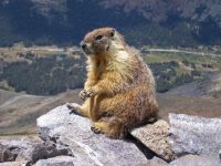 Woodchucks, woodchucks (marmota) szürke altaji mormota, mormota, hétköznapi mormota, deres mormota,