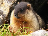 Woodchucks, woodchucks (marmota) szürke altaji mormota, mormota, hétköznapi mormota, deres mormota,