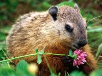 Woodchucks, woodchucks (marmota) szürke altaji mormota, mormota, hétköznapi mormota, deres mormota,