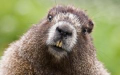 Marmote, marmote (gri marmota), marmot gri, marmot, marmot gri, marmota gri,