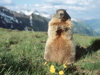 Marmote, marmote (gri marmota), marmot gri, marmot, marmot gri, marmota gri,