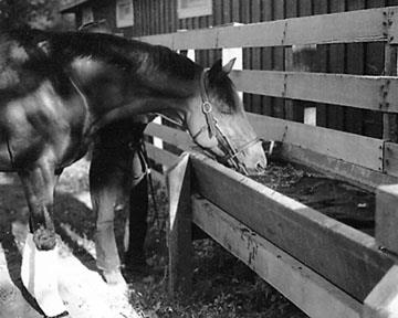 Сухар (seabiscuit) - кінь століття - сайт про коней