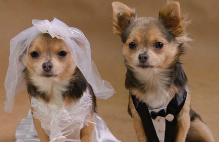 Fotografiile de nunta ale mirelui cu colti si mirele cu cozile - anima lol