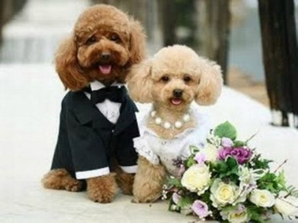 Весільні фотографії звірів нареченої з іклами і женихи з хвостами - anima lol