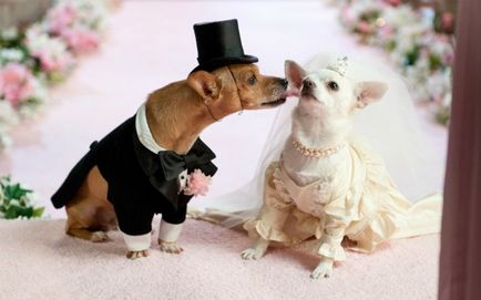 Весільні фотографії звірів нареченої з іклами і женихи з хвостами - anima lol