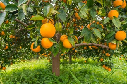 Suc de portocan proaspăt stors - un site despre crete