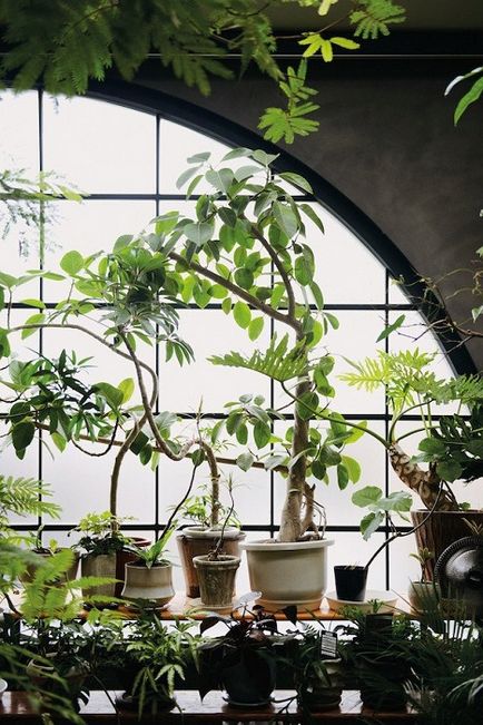 Свіжий інтер'єр будинку 30 зелених куточків для любителів рослин