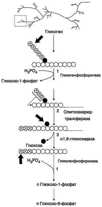 Proprietățile și distribuția glicogenului ca polizaharidă de rezervă