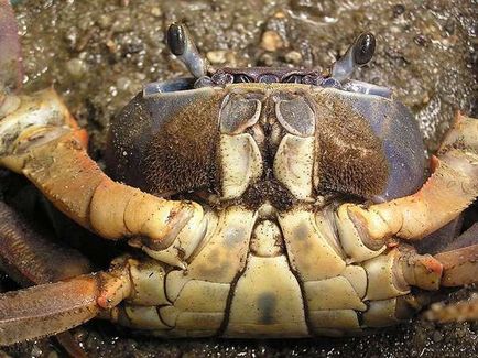 Surpriza de la Fedor sau cum să determinăm podeaua unui crab irizat