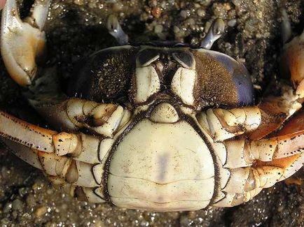 Surpriza de la Fedor sau cum să determinăm podeaua unui crab irizat
