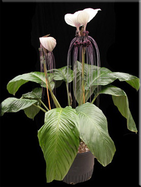 Takka (tacca)