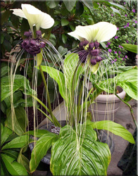 Takka (tacca)