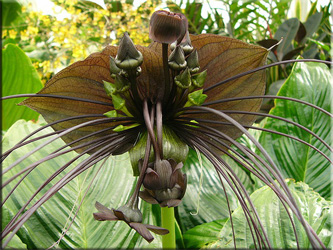 Takka (tacca)