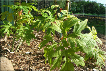 Takka (tacca)