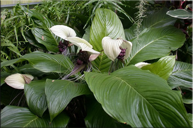 Takka (tacca)