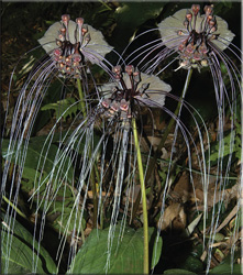 Takka (tacca)